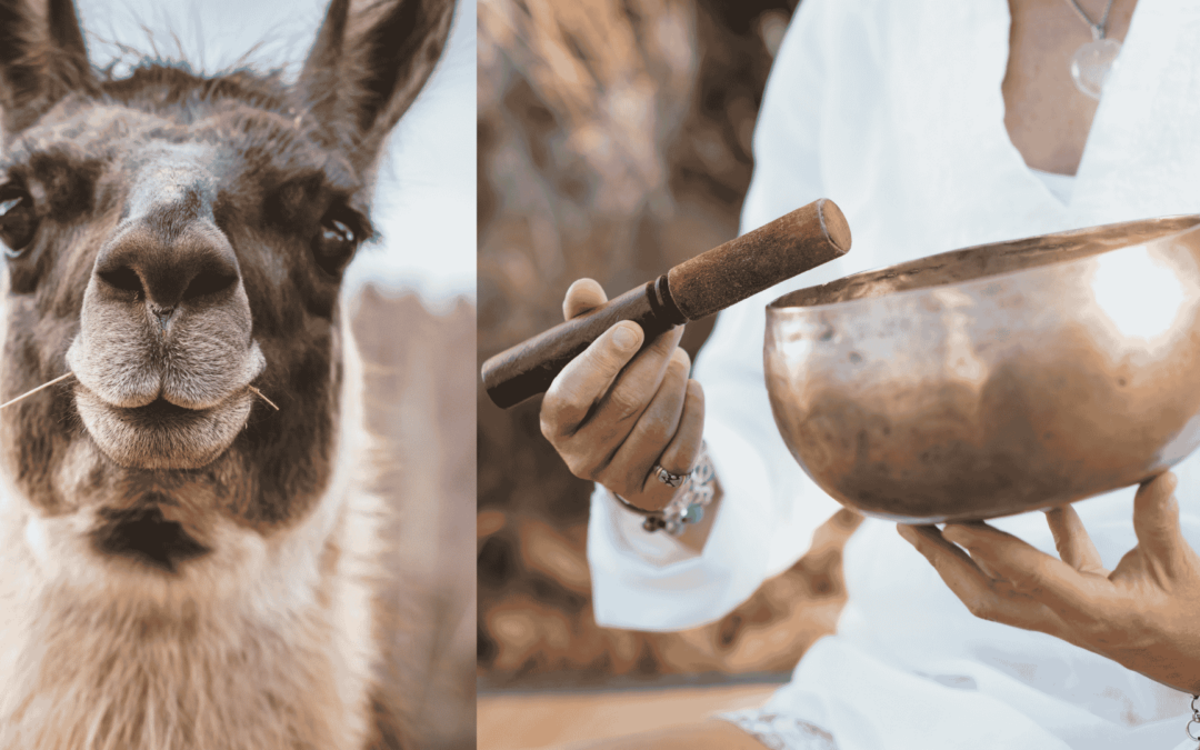 KLANGREISE IN DER NATUR BEI DEN LAMAS für Erwachsene